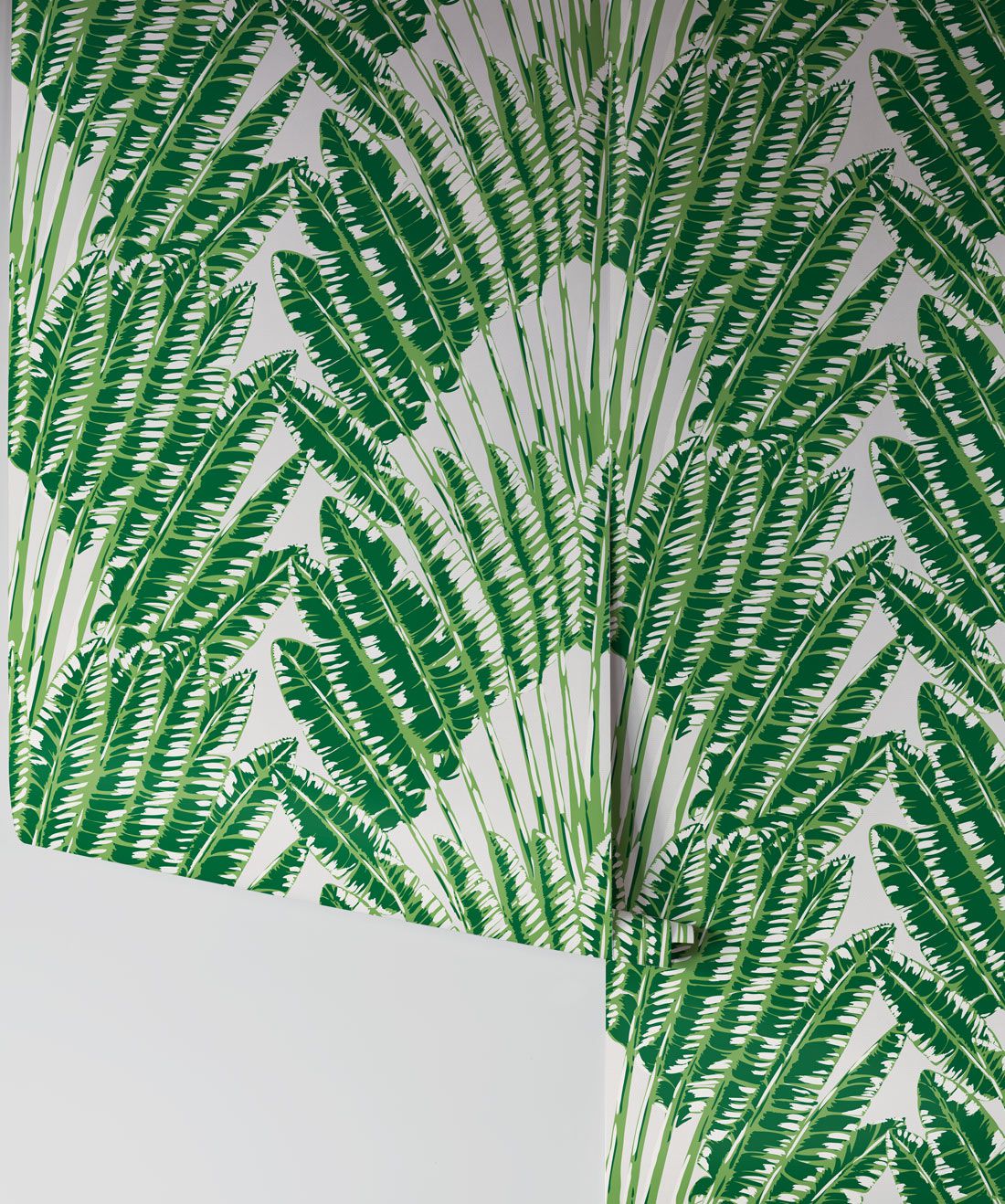 Feather Palm Wallpaper